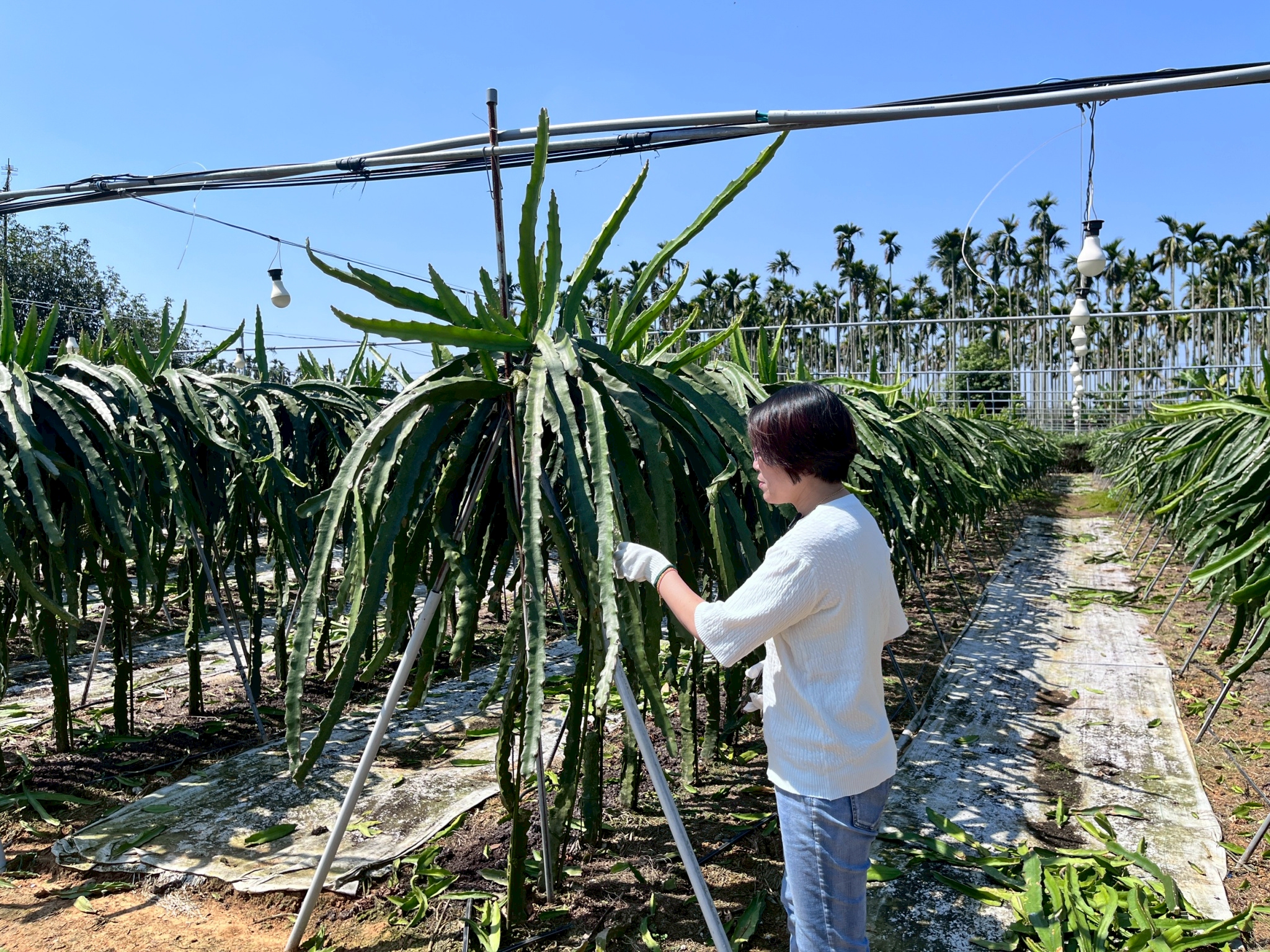 陳羽鉉持續研究茶渣、火龍果枝條等農業剩餘物，嘗試開發板材、紙張等更多循環再生應用。 圖片來源：陳羽鉉 提供