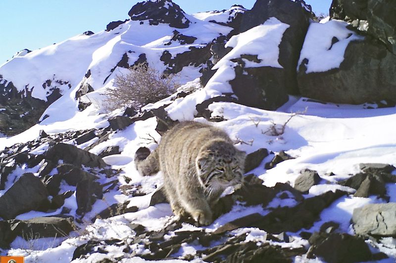 「臭臉貓」可愛萌翻 野外兔猻保育陷困境