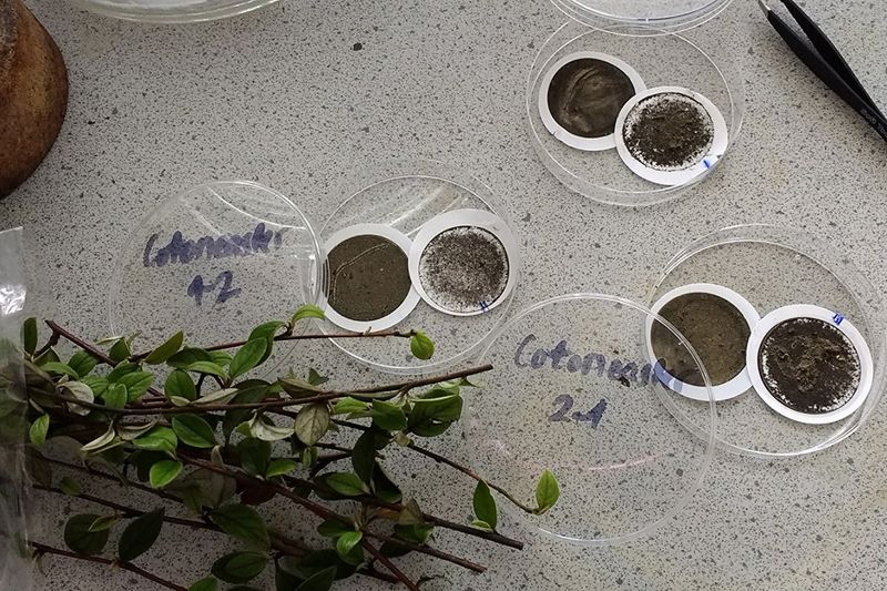 淨化空氣比一比 科學家發現灌木「超級植物」 最會吸收道路空污