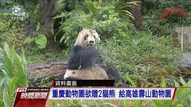 林于凱／貓熊很可愛 但請先想想其他動物的處境