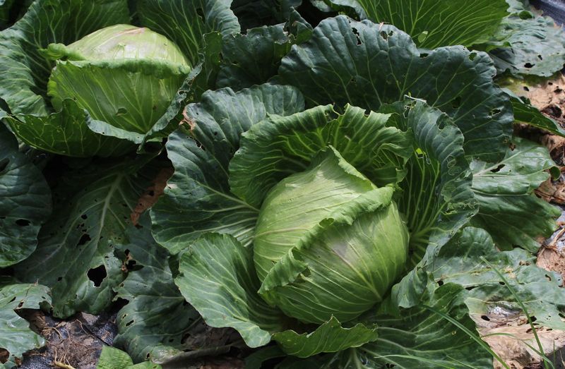 「植物學沙龍」談雞蛋花講高麗菜——那些隨外來政權進入台灣的植物們