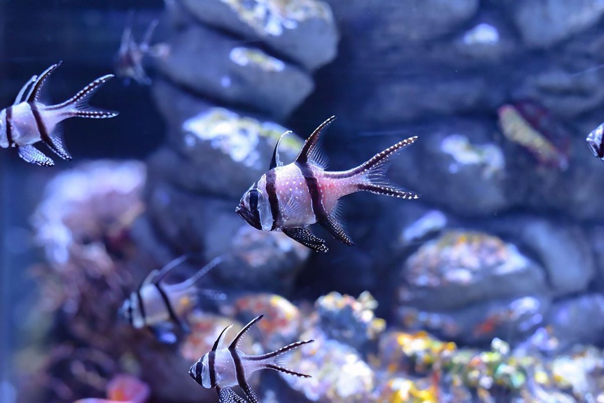 印尼的觀賞魚保衛戰
