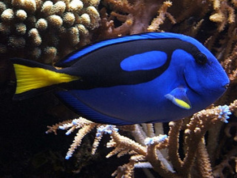 珊瑚礁總動員：水清無魚