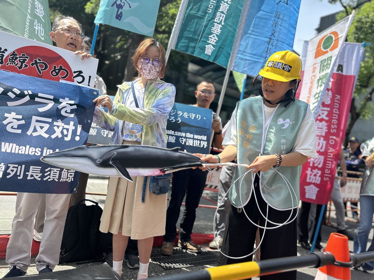 日本開放獵捕長須鯨 台灣民團抗議、日方外部專家報告說了什麼?