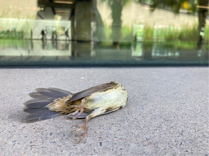 防鳥類窗殺 香港民間首份鳥撞調查 韓國修法管建築玻璃設計