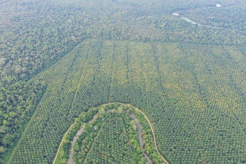 馬來西亞沙巴的買地復育計畫：收購私有油棕田造林，打造瀕危物種生態廊道