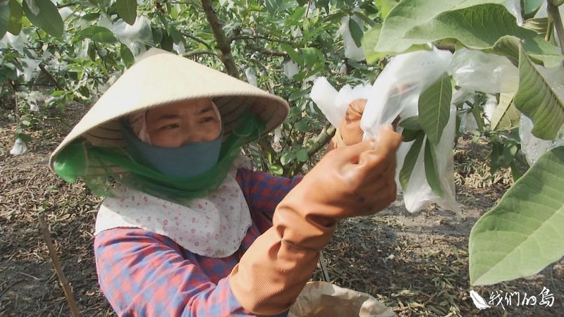 姊妹農民站起來 新住民的綠色王國