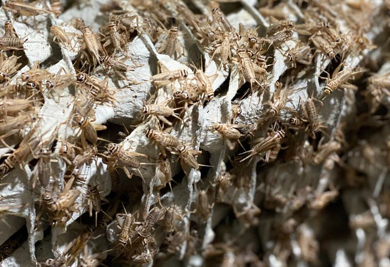 全球吃蟲熱？ 歐洲新創推出蟋蟀麵粉、蟋蟀脆片 搶攻人類食品市場