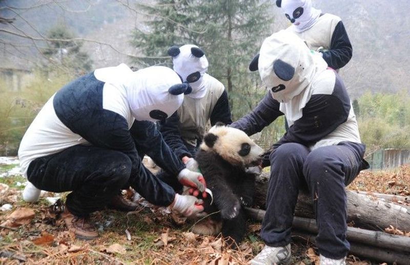 龍緣之：從迷路小黑熊，談中國保育大貓熊所帶來的警示