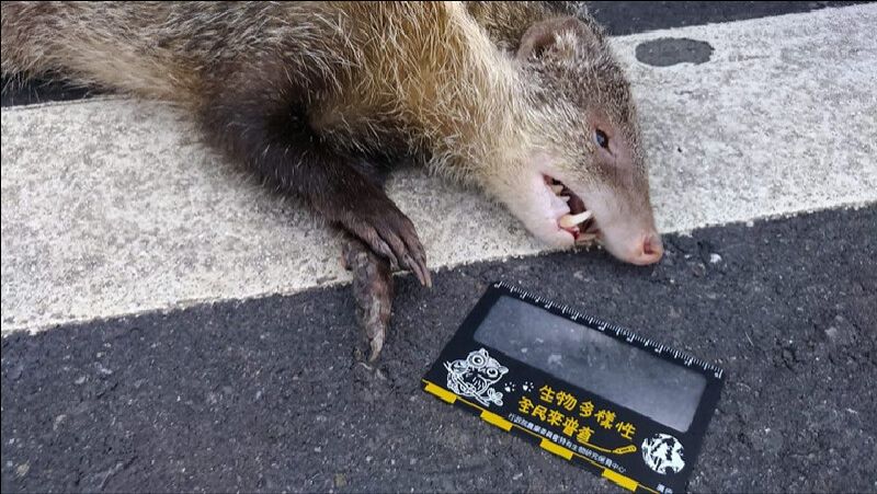 動物屍體也會說話 路殺社細讀被人類意外殺死的牠們