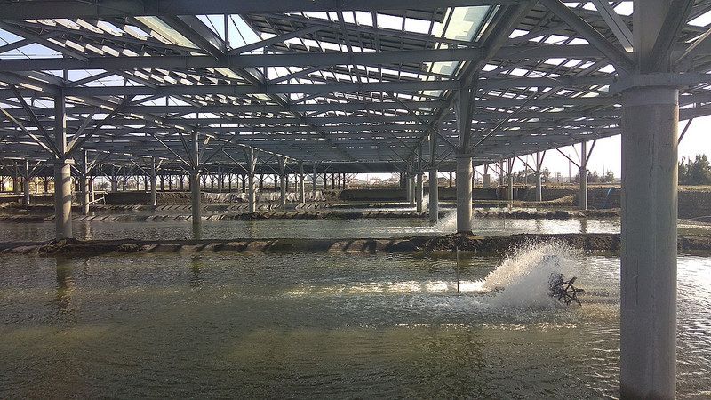 太陽能板遮陽保溫 魚塭「漁電共生」產量仍可維持7成