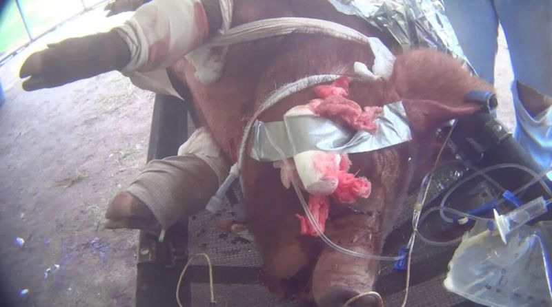 還記得「牠」嗎？關於動物的記憶、紀念與觀看