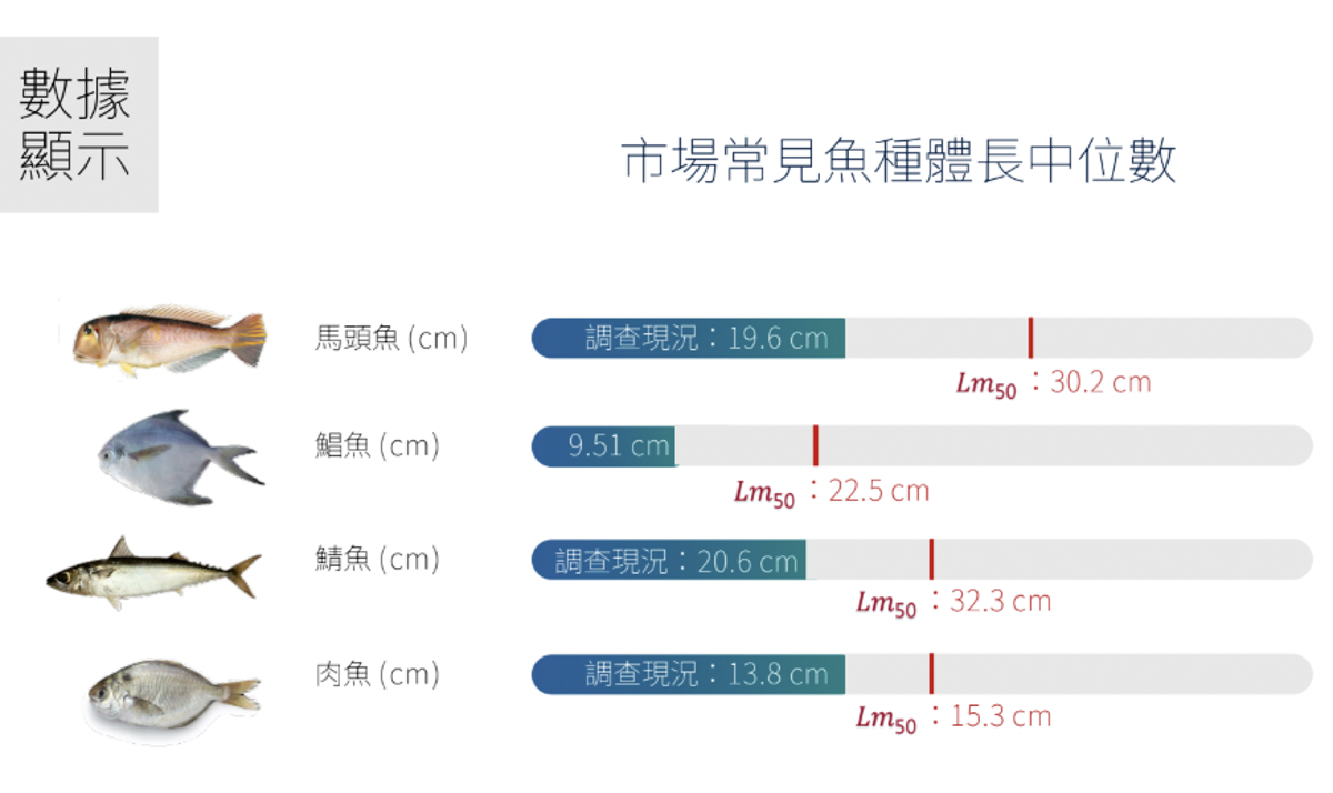 魚越抓越小 綠色和平調查:近海93%漁獲未達50%性成熟體長
