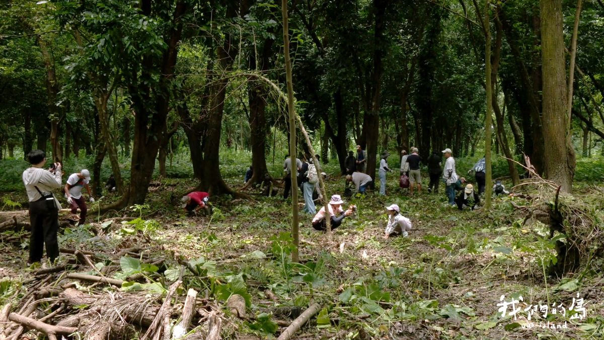 新埤的微光希望：禁山保安林變身生態、文化小秘境