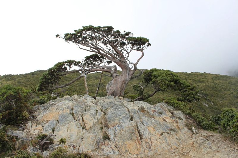 在「世界之巔」逆境求生 來看玉山圓柏、塔黃不凡的生命力