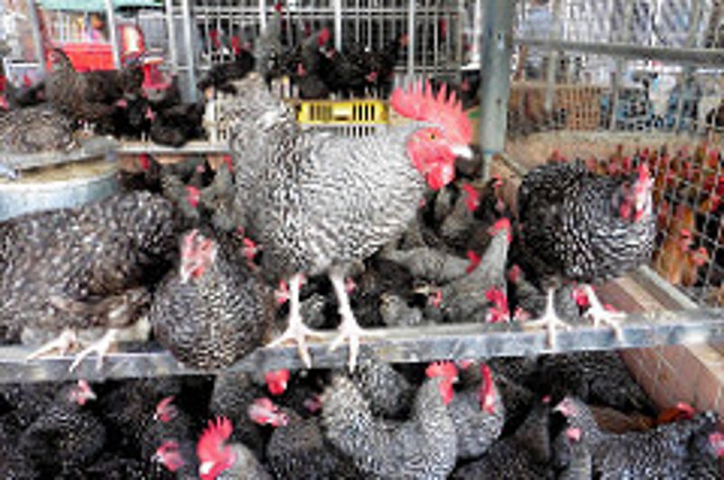 提高產肉率換來禽流感、暖化和污染？ 中國工業化養雞的代價正浮現