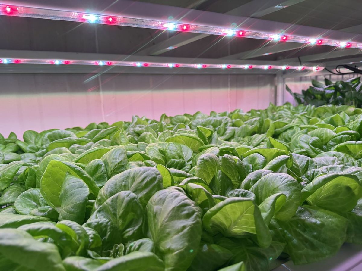 從看天吃飯到用數據「讀懂」作物，感測器如何改變台灣農夫的日常？
