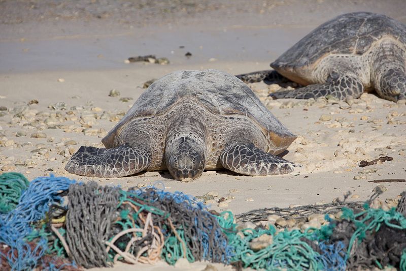 涉非法漁業與海龜混獲 美方首次將台灣列入IUU名單 漁業署將了解