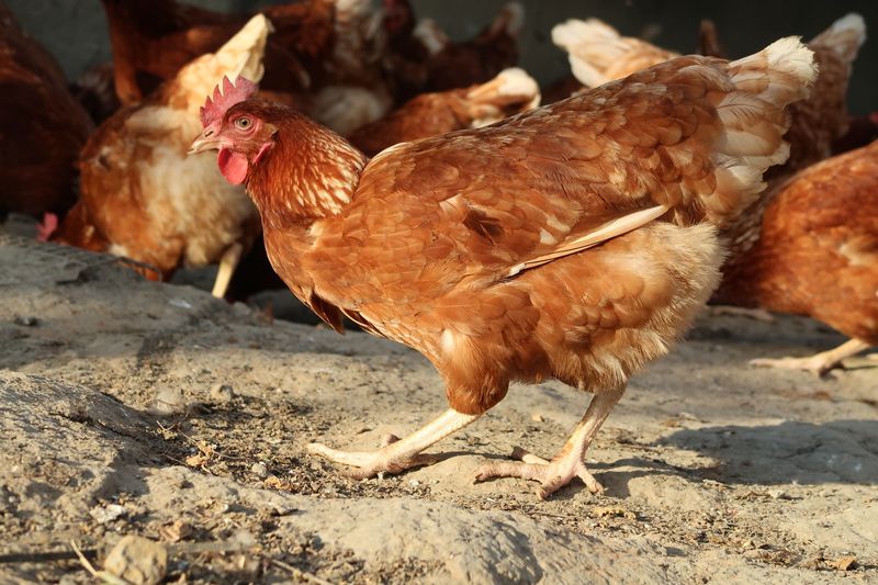 家樂福承諾2025年停售「籠飼雞蛋」 動社:將加速友善飼養轉型