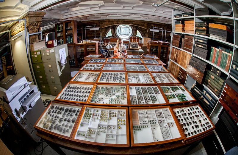 喚醒8000萬件沉睡標本？ 倫敦自然史博物館用AI搶救生物多樣性記憶