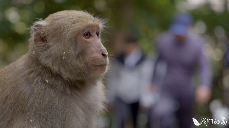 島嶼×十二獸 「我們的島」特別企劃：動物與人的愛恨情仇