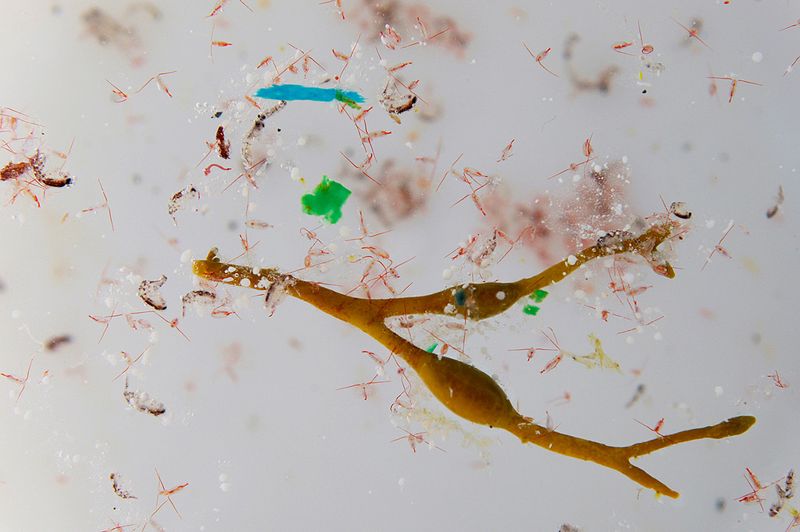 研究：北極海洋漂著3000億件塑膠垃圾