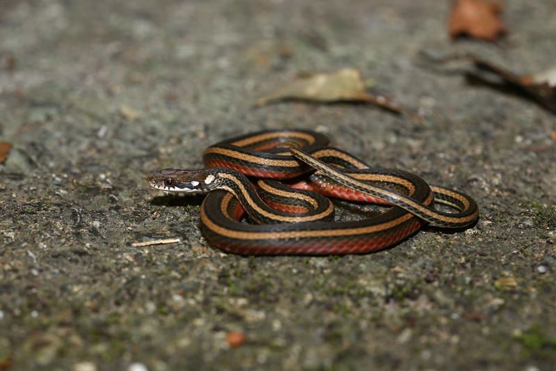 台灣唯一一級保育蛇種 「金絲蛇」高達八成記錄是路殺