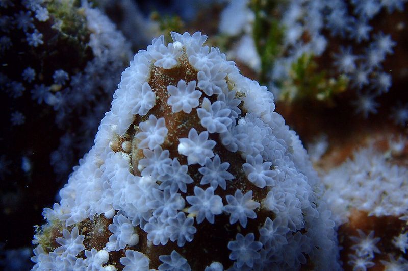 基翬變「積灰」？ 珊瑚礁體檢志工：泥沙覆蓋率仍高