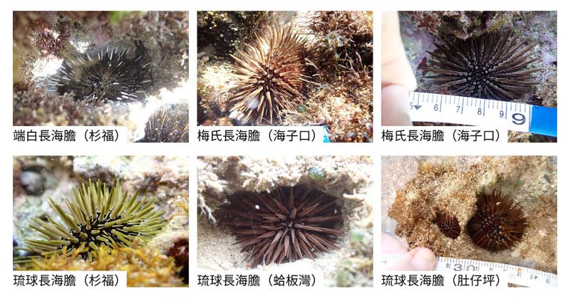 海膽荒礁之海膽大不同 小琉球長海膽的物種多樣性