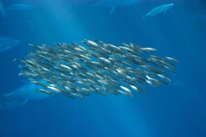 海洋塑膠其實很「香」 研究：對魚來說就像聞到美食