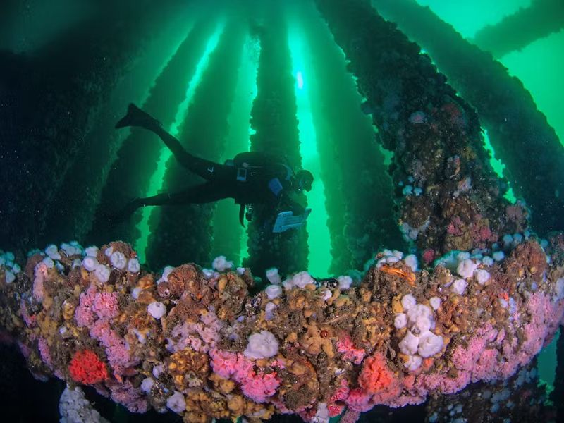 除役鑽油平台化為「海底生物天堂」 拆不拆陷兩難