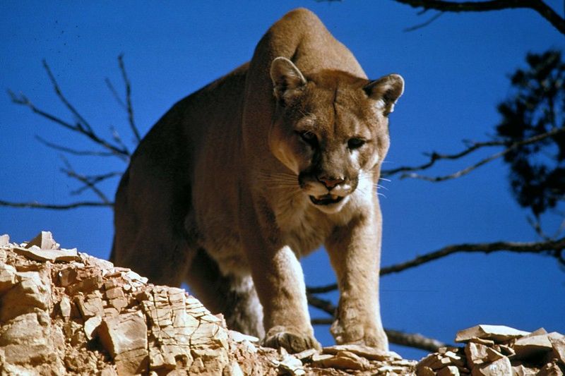 人類光是存在就足以威脅野生動物 甚至危及掠食動物存續