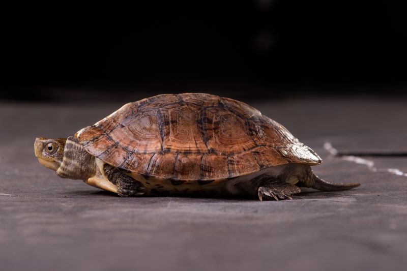 新增199種保育動物，對普羅大眾究竟有甚麼意義？
