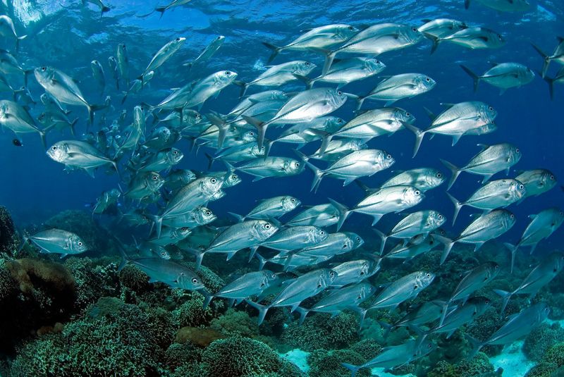 沿近海漁獲較30年前減52% 環團籲速立《海保法》 劃設30%海保區