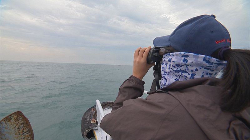 當白海豚遇上風機 僅存60隻將無處可逃