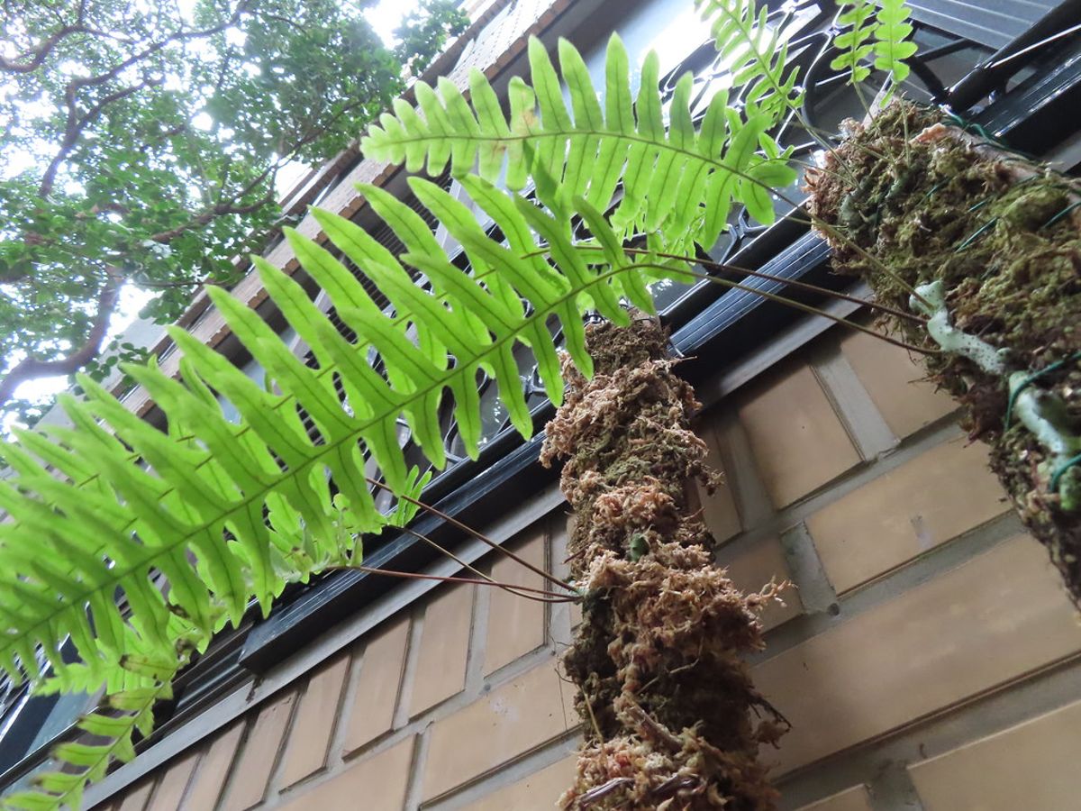 林試所以20餘種蕨類植物妝點台北科大 首座蕨類校園試驗中