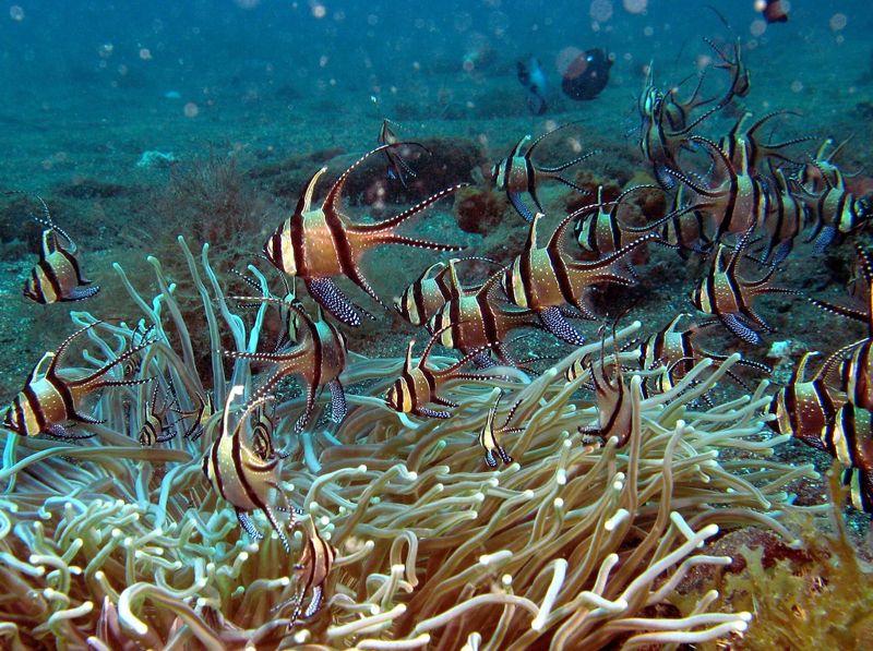 水族貿易的犧牲品 考氏鰭竺鯛數量驟減90% 美國擬禁進出口