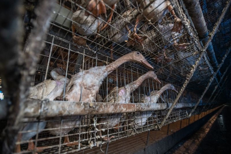 你吃的是「籠養」血腥鴨蛋？ 動社批違反動保法 農委會：不改善就開罰