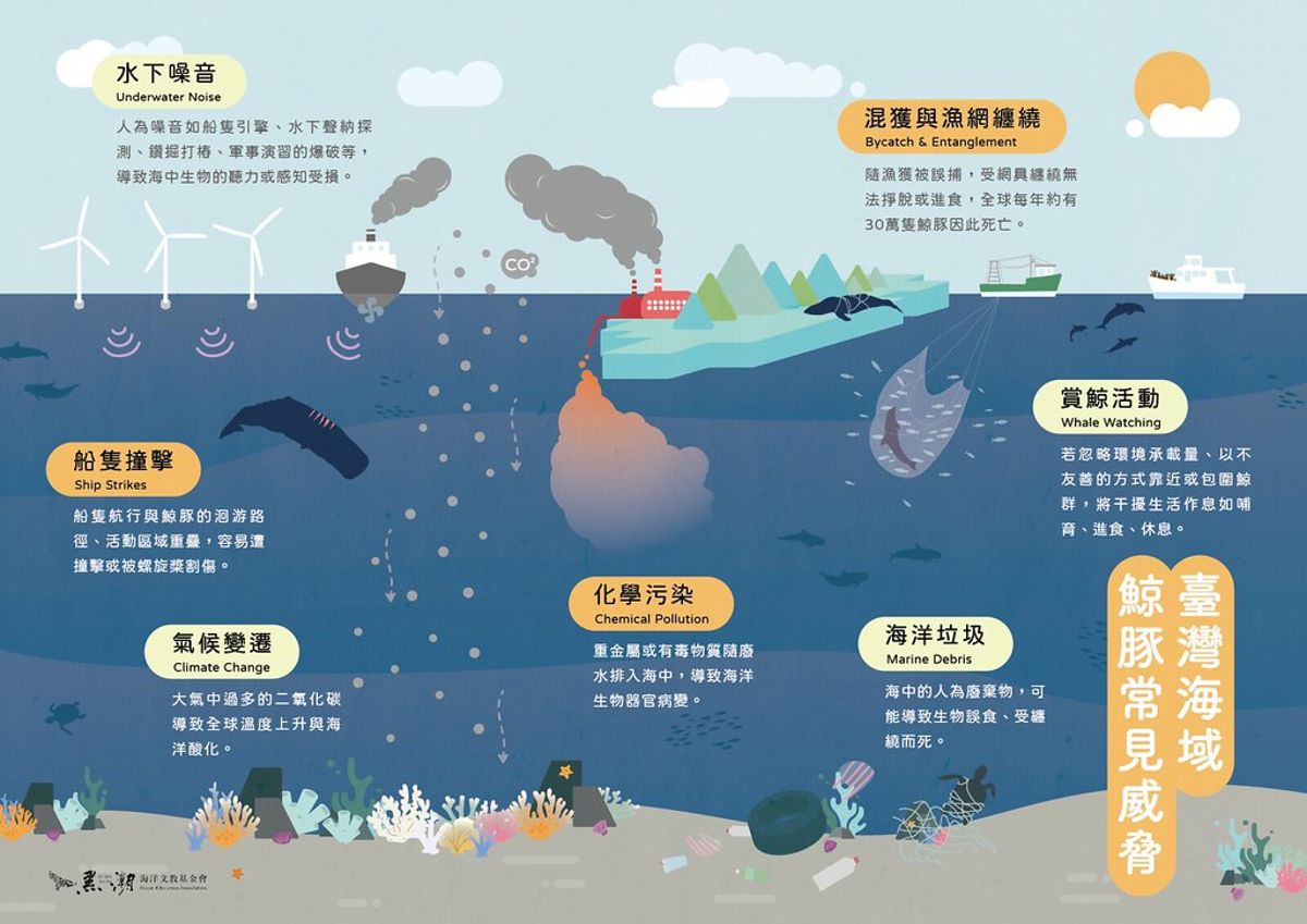 在台灣海域「打拼」的鯨豚 需注意哪些生存威脅？