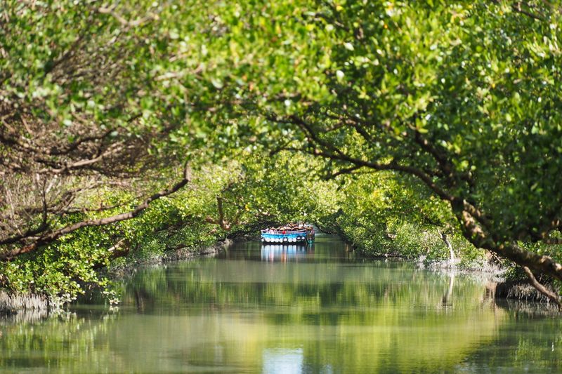 國家公園年移除300萬公噸二氧化碳 健全生態系助增匯減碳