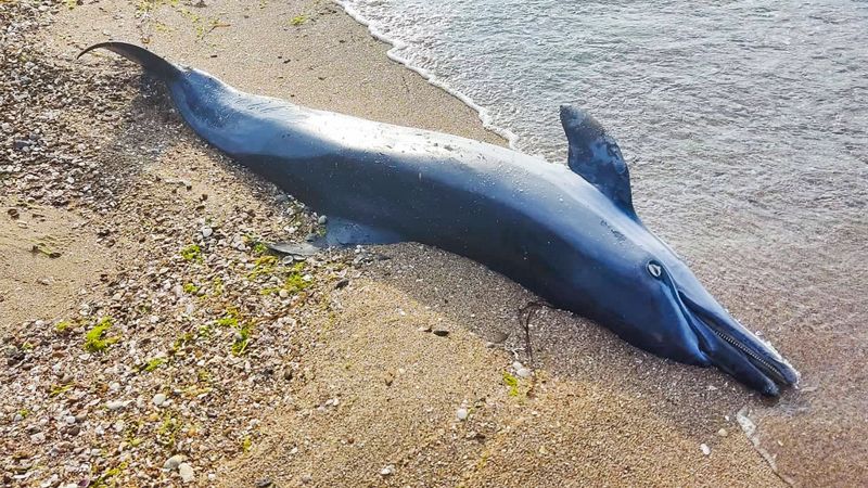 黑海鯨豚慘死上千隻 沉入海底屍首難估算 戰爭「生態滅絕」罪證指向俄羅斯
