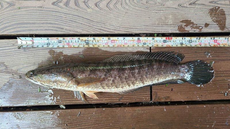 鳥松濕地外來魚種肆虐 高雄鳥會發釣魚證「請支援釣魚！」