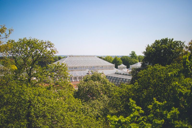 英國皇家植物園領頭 野花草成未來植物園圖像