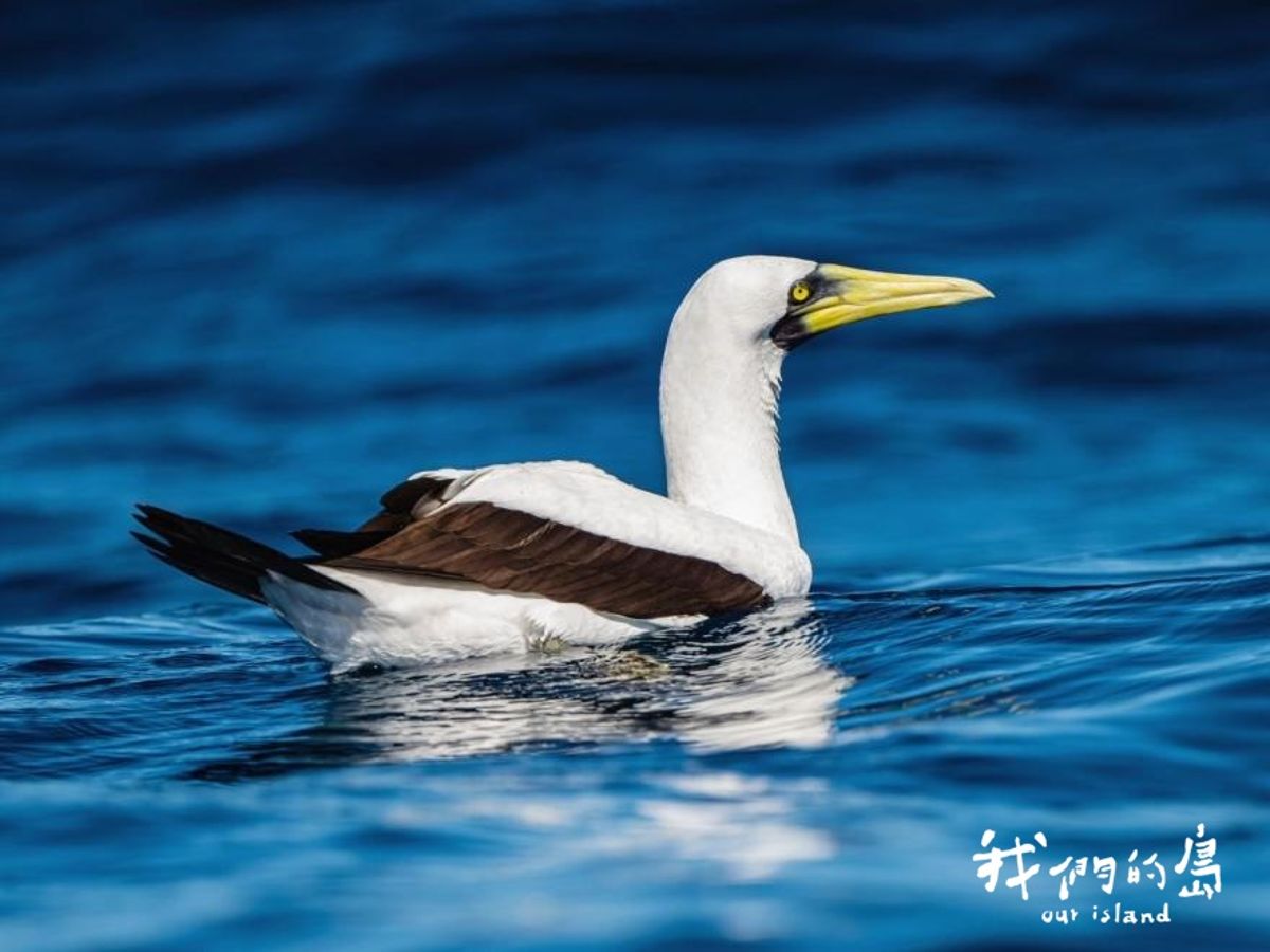 那些海鳥吃什麼魚? 從鳥的角度來觀察海洋