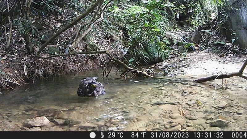 「明知山有虎」保護石虎棲地 全國第二個環境信託地宣布成案