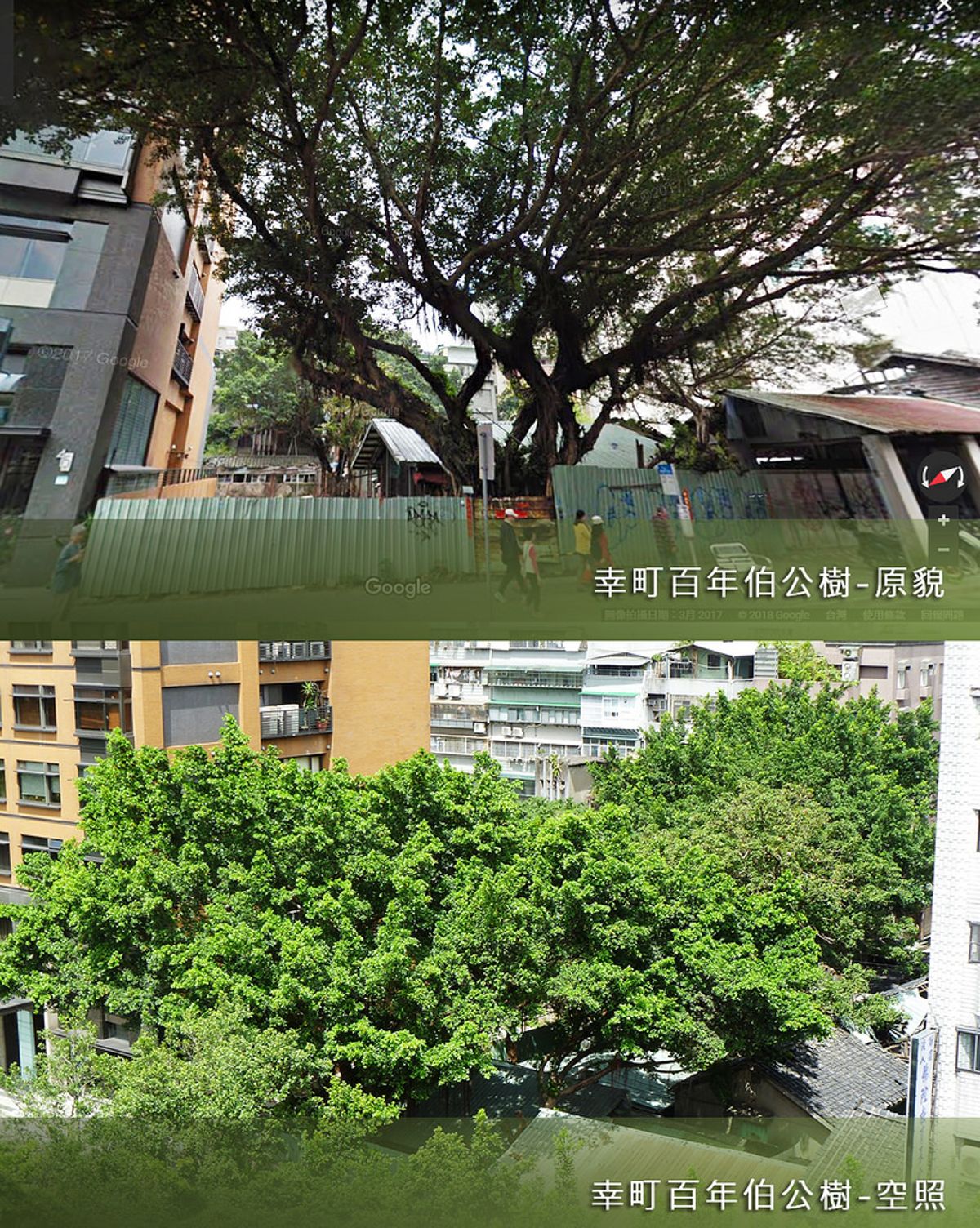 杭州南路「幸町百年伯公」將移植 說明會計畫期程遭質疑
