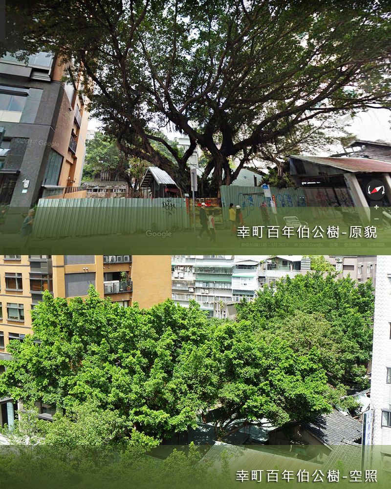杭州南路「幸町百年伯公」將移植 說明會計畫期程遭質疑