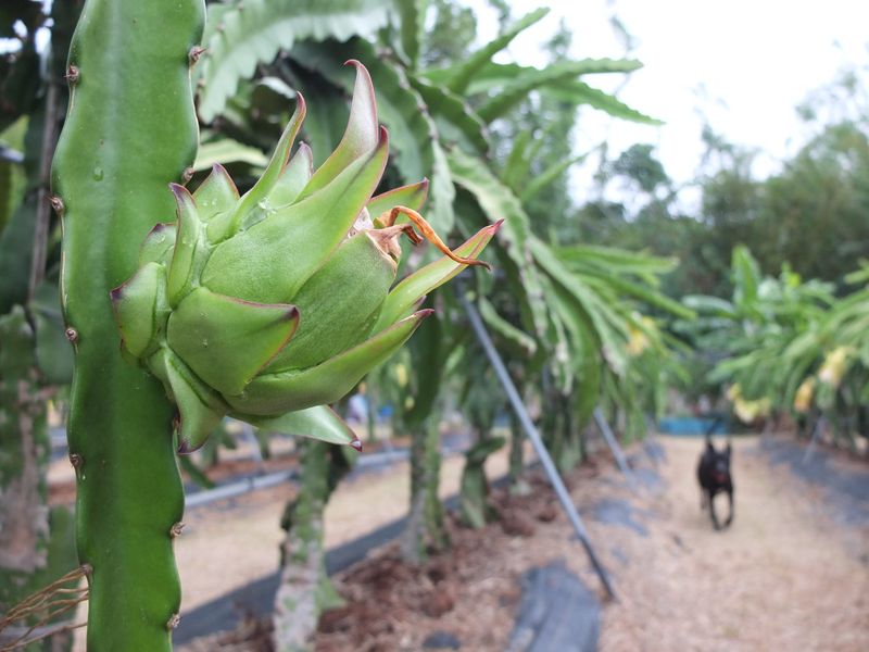 台灣獼猴「後保育時代」 非關保育類 那些來不及說清楚的二三事
