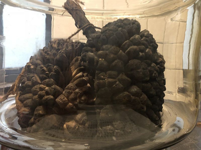 4200份遺留台大「細川標本」 勾勒密克羅尼西亞植物相