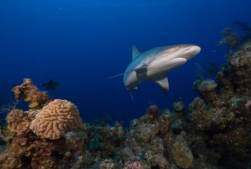 跨58國水下調查：鯊魚在19%珊瑚礁中功能性滅絕